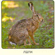(בספר תמונה 1)